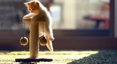 Възможно ли е да се нахрани котето с възрастни котки